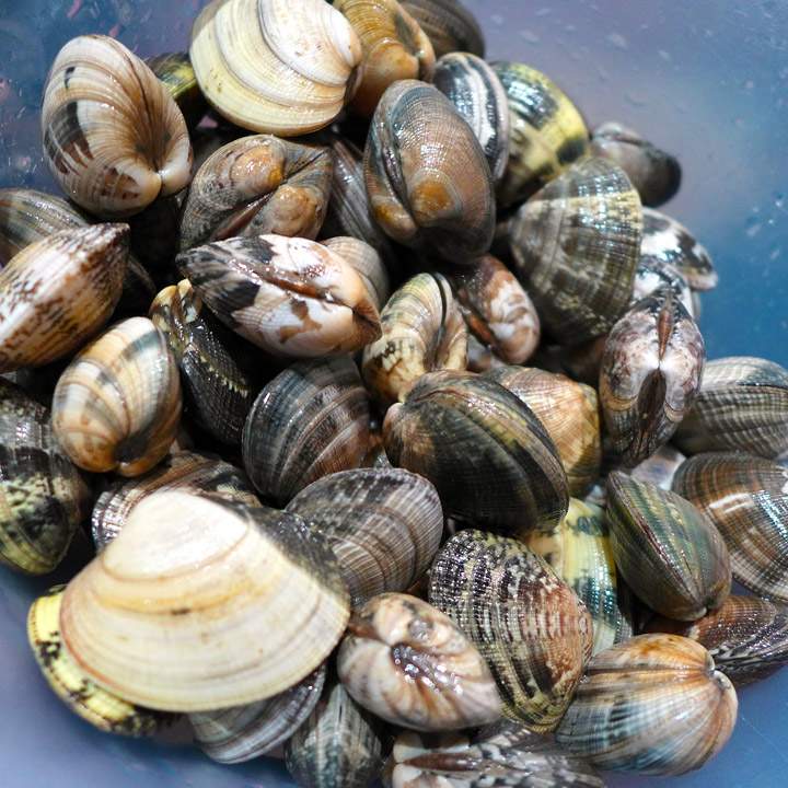 Vongole-skjell