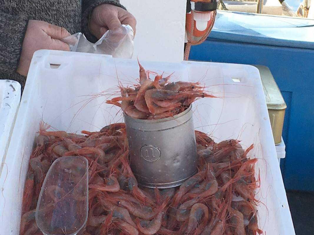 Rå reker rett fra fiskebåten.
