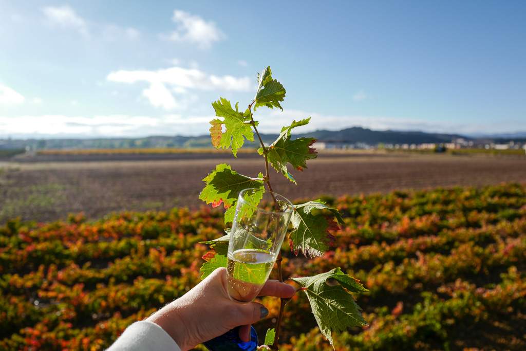 En vinrød tråd gjennom La Rioja L1310577 - En vinrød tråd gjennom La Rioja