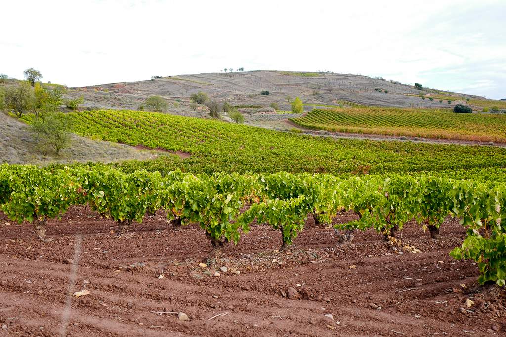 En vinrød tråd gjennom La Rioja L1310851 - En vinrød tråd gjennom La Rioja
